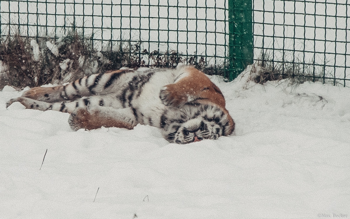 Юлия русских тигренок фото